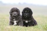 DOGUE DU TIBET 683
